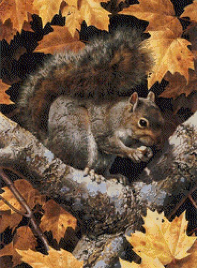 Белка - животные - предпросмотр