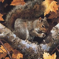 Схема вышивки «Белка»