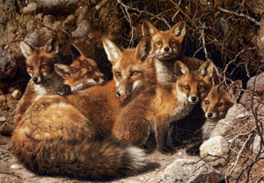 Лисы - животные - предпросмотр