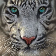 Схема вышивки «Белый тигр»