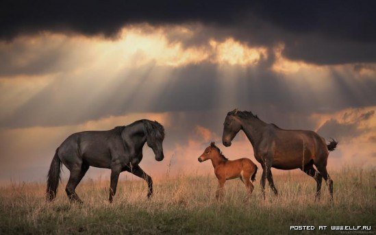 лошадки - оригинал