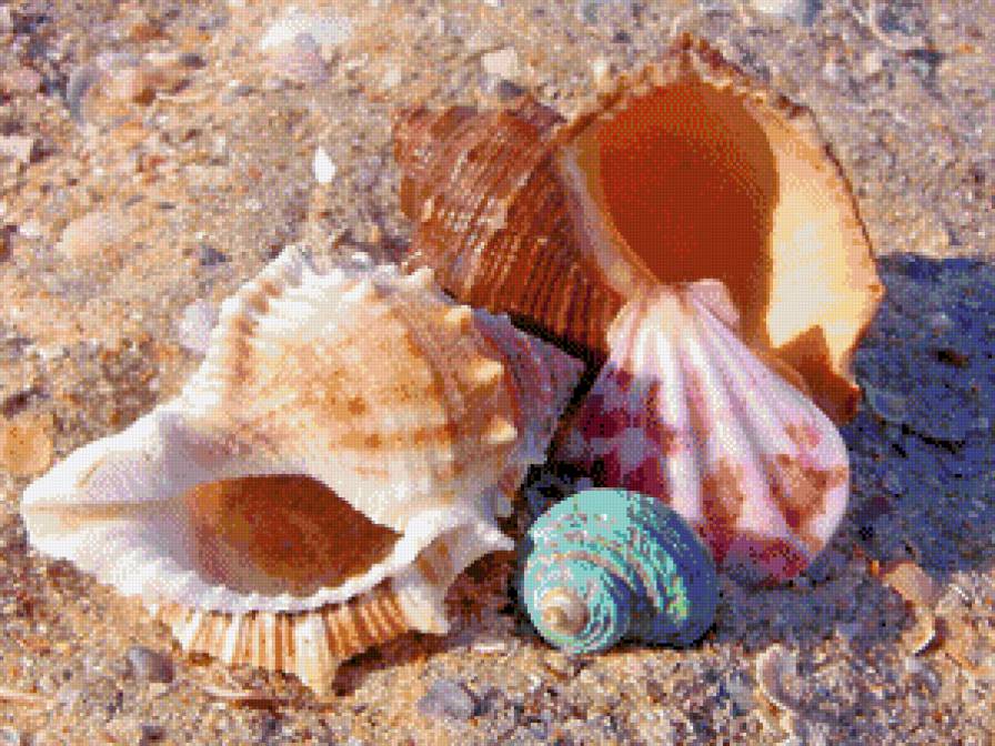 ракушки - картины, картина, пейзаж - предпросмотр