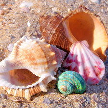 Схема вышивки «ракушки»