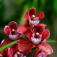 Схема вышивки «орхидея»