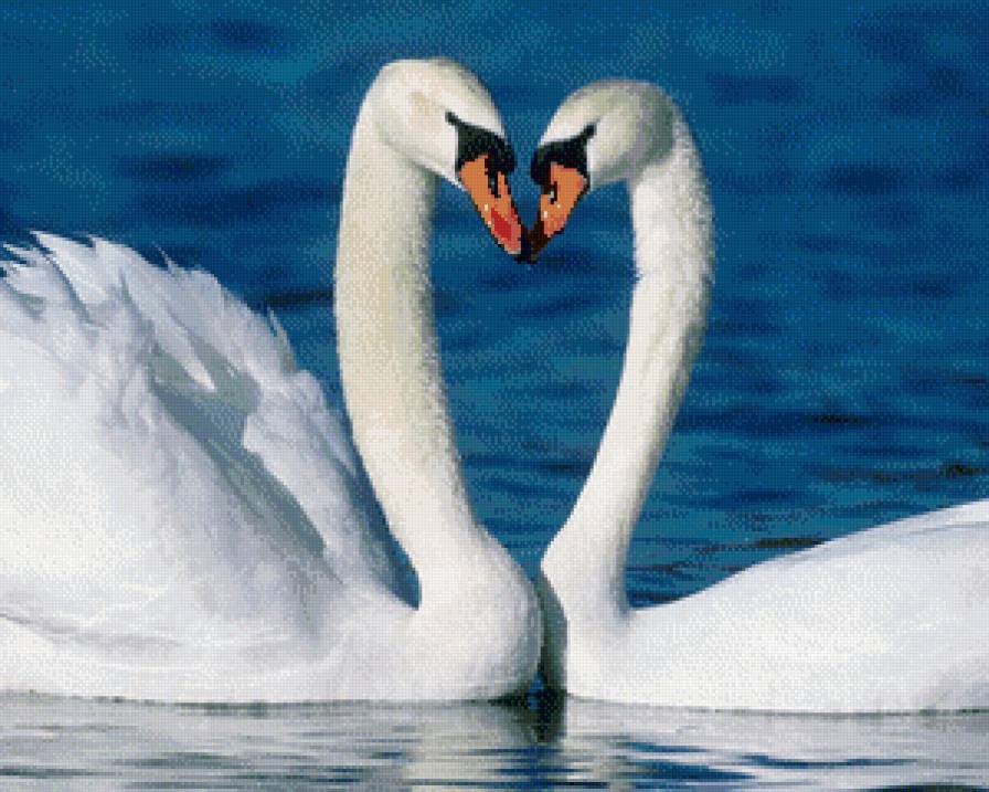 лебедь - предпросмотр