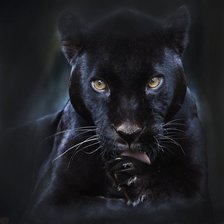 Схема вышивки «Дикая кошка»