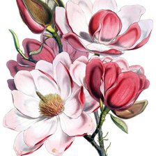 Схема вышивки «цветущая магнолия»