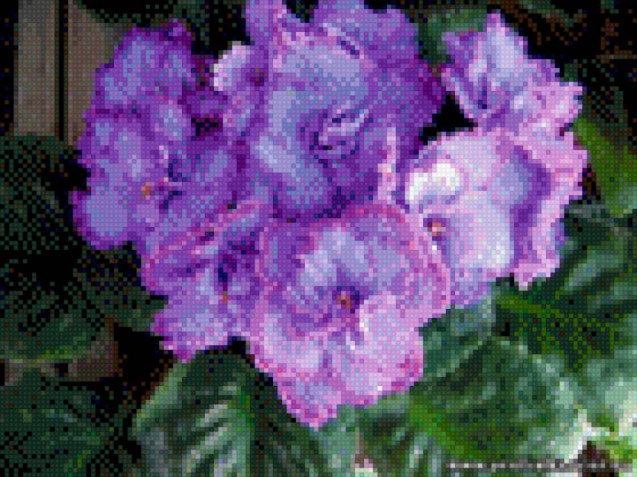 фиалки - цветы, фиалки - предпросмотр