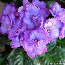 Схема вышивки «фиалки»