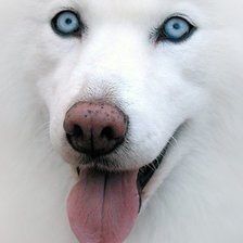 Схема вышивки «555»