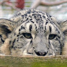 снежный барс