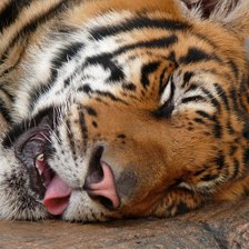 сладкий сон