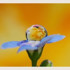 капелька росы