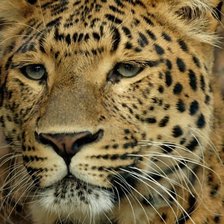 Схема вышивки «Леопард»