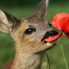 Схема вышивки «Оленёнок и мак»