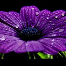 Схема вышивки «сиреневая гербера»