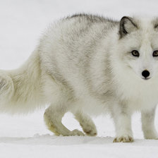 Схема вышивки «Лиса»