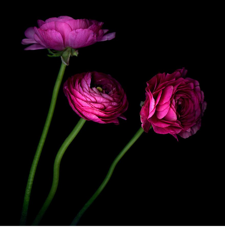 ночные цветы - на черном, цветы - оригинал