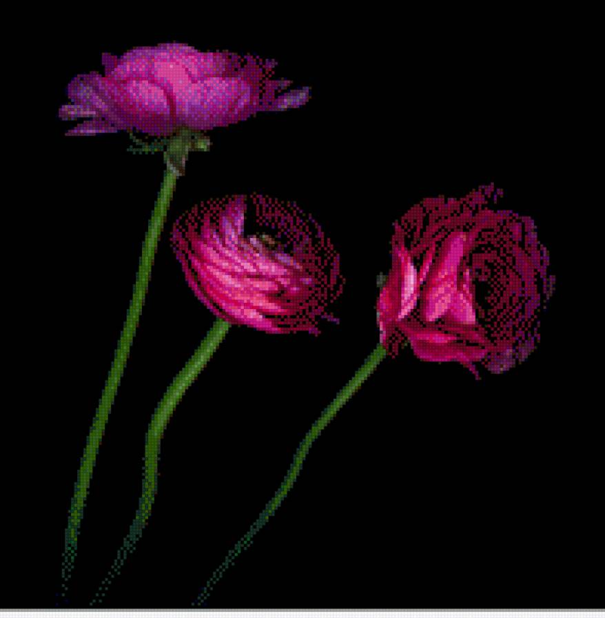 ночные цветы - цветы, на черном - предпросмотр