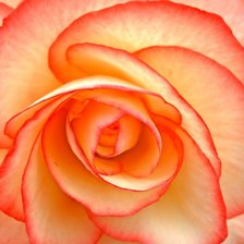 Схема вышивки «роза»