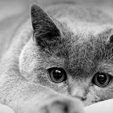 Схема вышивки «№487278»