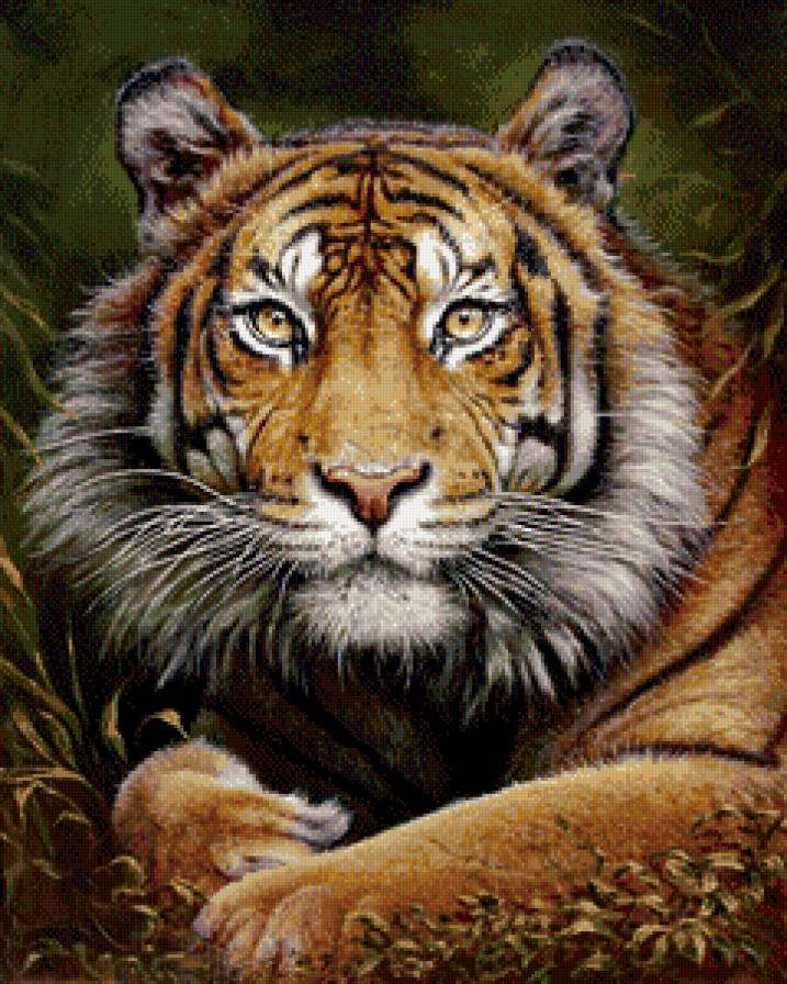 взгляд хищника - тигр, живопись - предпросмотр
