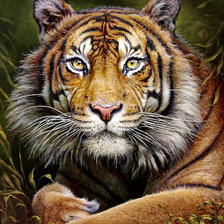 Схема вышивки «взгляд хищника»