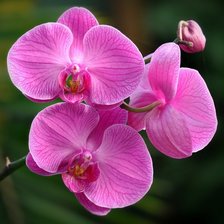 Схема вышивки «орхидеи»