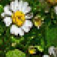Предпросмотр схемы вышивки «ромашки» (№487568)