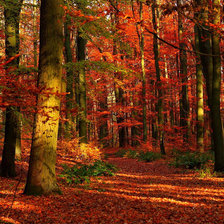 Схема вышивки «осенний лес»