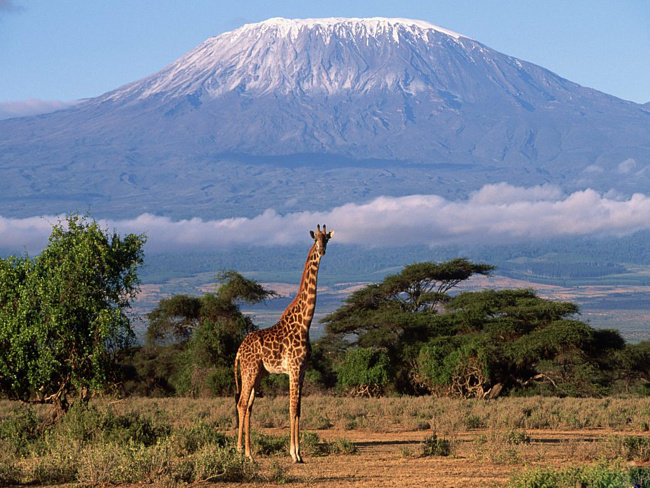 Одинокий жираф - жираф, гора, горы - оригинал