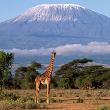 Схема вышивки «Одинокий жираф»