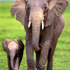 Схема вышивки «Слоны»