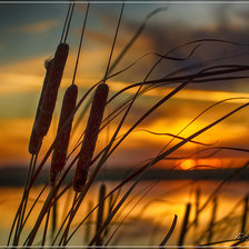 Схема вышивки «Осень. Камыш на закате.»
