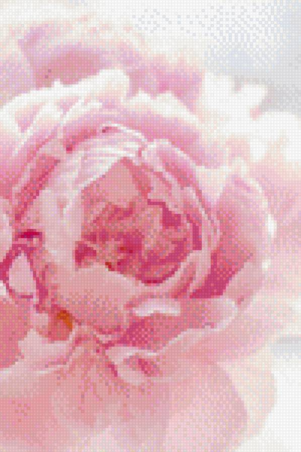 пион - предпросмотр