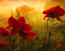 Схема вышивки «маки в поле»