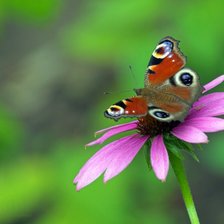 Схема вышивки «№487790»