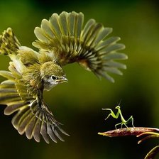 Схема вышивки «Птичка»