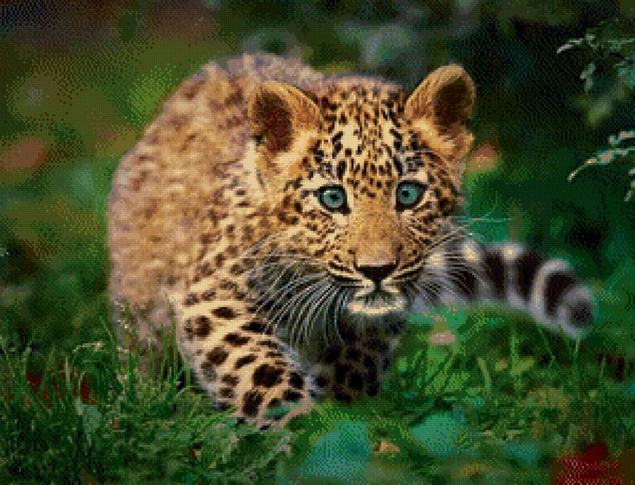 Леопардик - дикие кошки, животные - предпросмотр