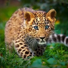 Схема вышивки «Леопардик»