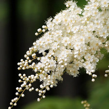 Схема вышивки «Цветущая веточка»