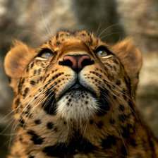 Схема вышивки «Невинный взгляд*2»