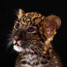 Схема вышивки «Детеныш леопарда»