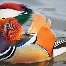 Схема вышивки «уточка мандаринка»