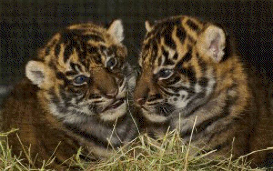 тигры - картины, хищники, картина, кошки, пейзаж - предпросмотр