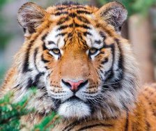 Схема вышивки «тигр»