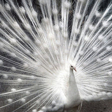 Схема вышивки «Белый павлин»