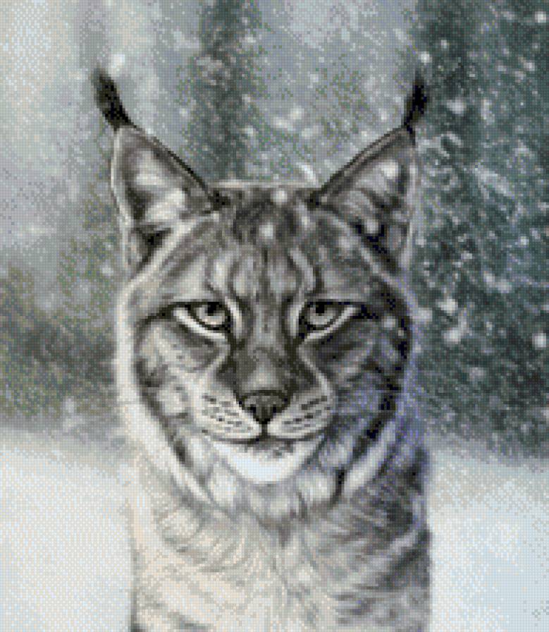 рысь - кошки - предпросмотр