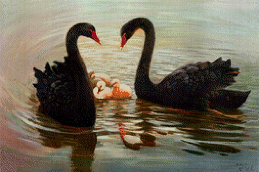 черные лебеди - лебеди, птицы, природа, вода - предпросмотр