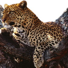 Схема вышивки «Леоапрд»